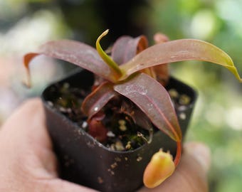 Viking X Ampullaria Black Miracle 2” Pot (ALL STARTER PLANTS