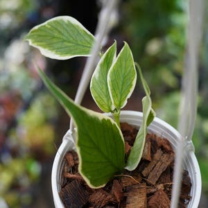 May include: A small potted plant with green and white variegated leaves. The plant is in a white hanging pot filled with brown mulch. The leaves have a prominent vein pattern and a white border. The plant is suspended by a white hanger.