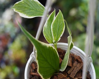 Hoya Polyneura Silver Unrooted Cutting - Grower's Choice - Etsy