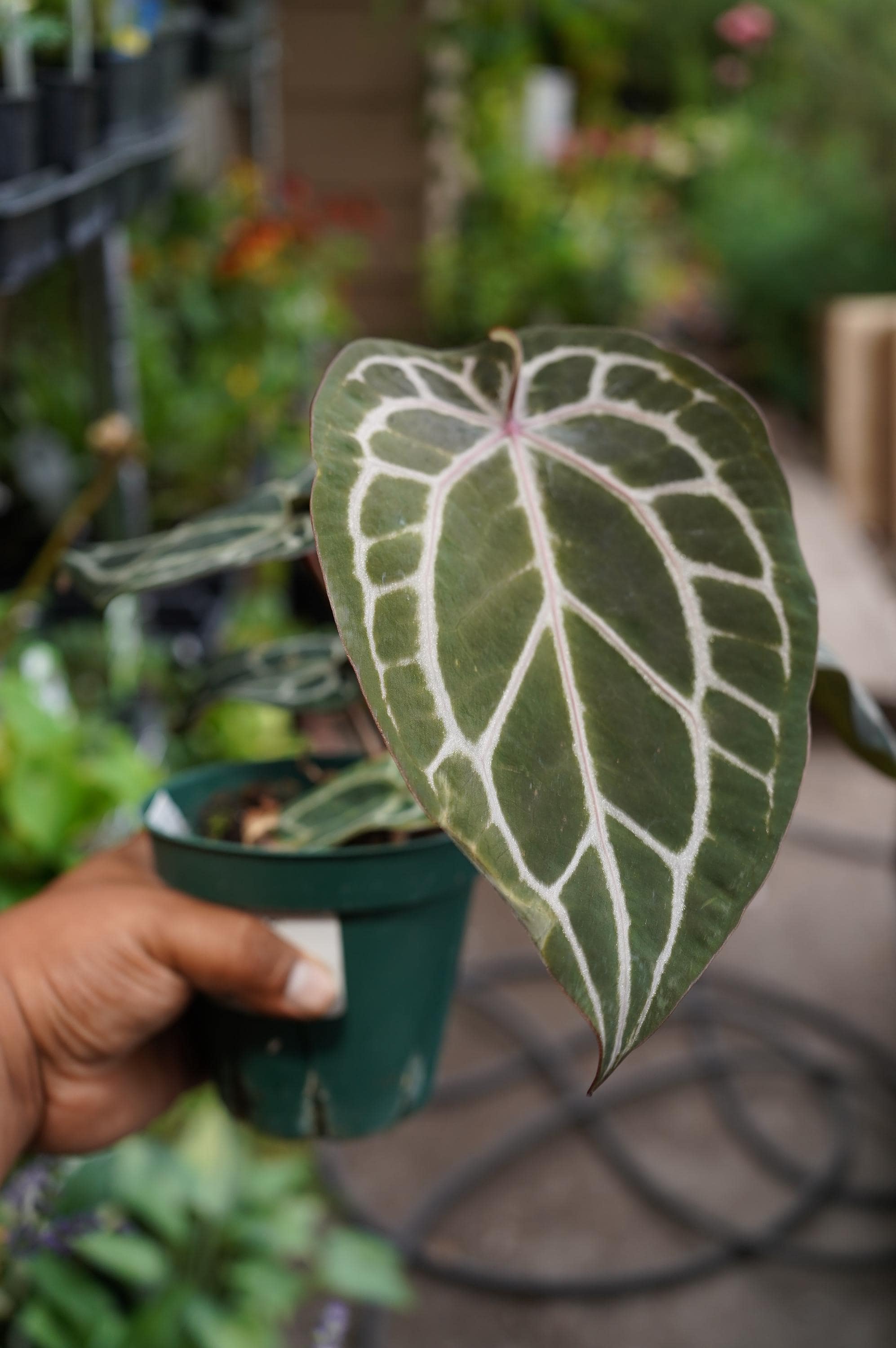 Anthurium Red Crystallinum Zara - Etsy