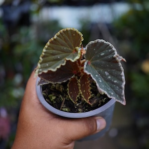 May include: A small potted begonia plant featuring dark, heart-shaped leaves with ruffled, light-colored edges and subtle white speckles. The plant is housed in a simple, round, grey plastic container filled with dark potting soil and organic matter.