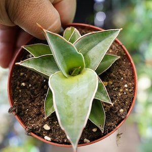 May include: A small potted succulent plant with green, pointed leaves edged in white and a reddish-brown tip. The plant is in a brown plastic pot filled with soil. The plant is held by a person's hand.