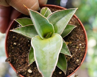 Sansevieria Zebra Tail (#AC19) | Imported Snake Plant - Etsy