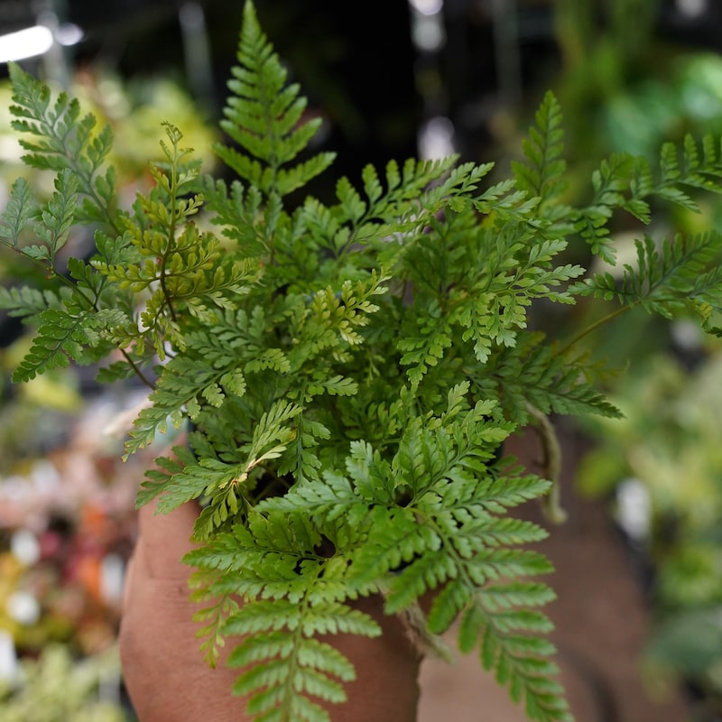 Rabbit Foot Fern - Etsy