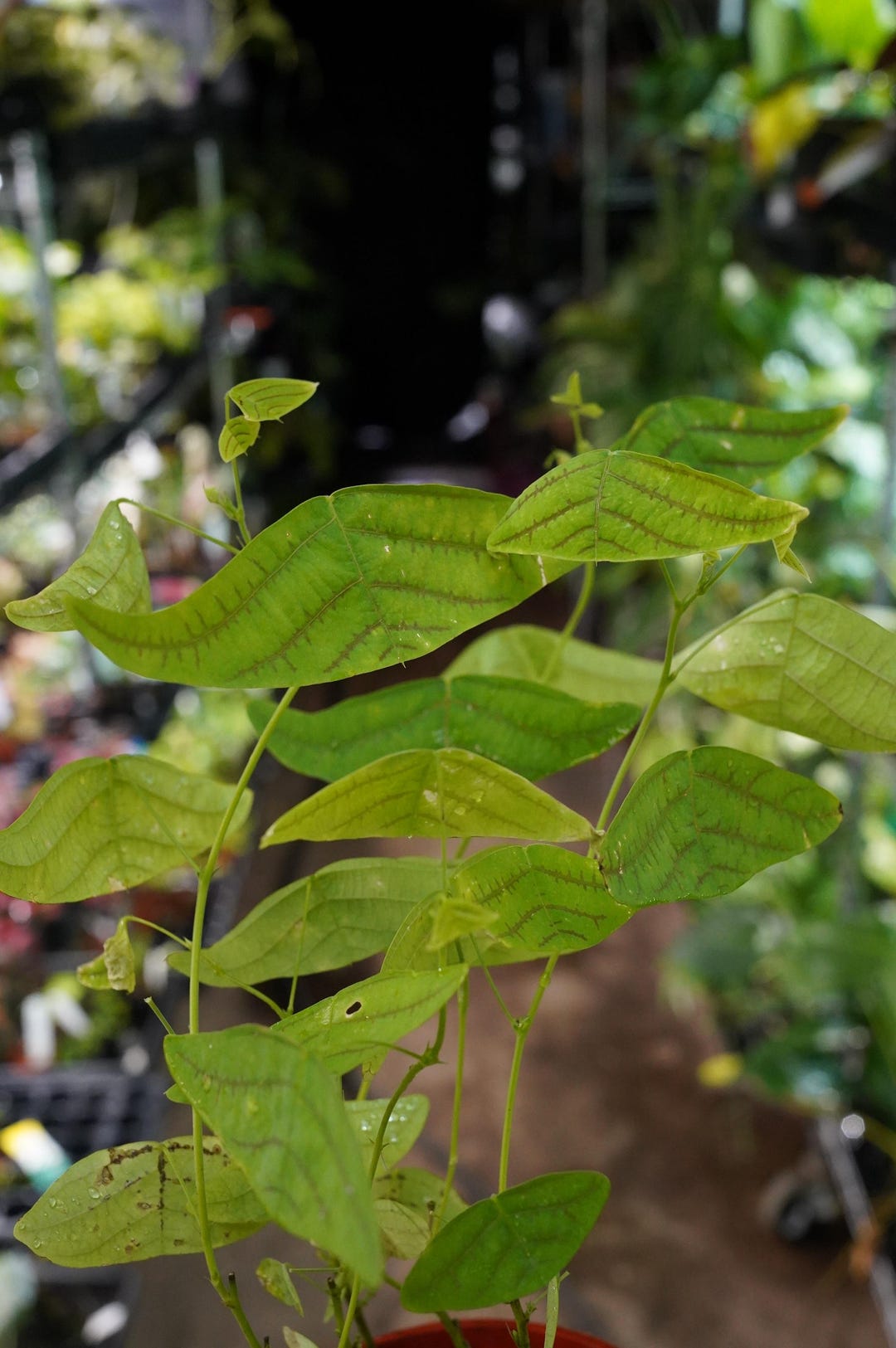 Christia Obcordata Butterfly Plant Swallowtail 4