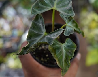 Alocasia Loco  4" Pot Live Plant US Seller
