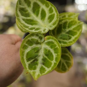 Anthurium dorayaki silver 4 inch pot