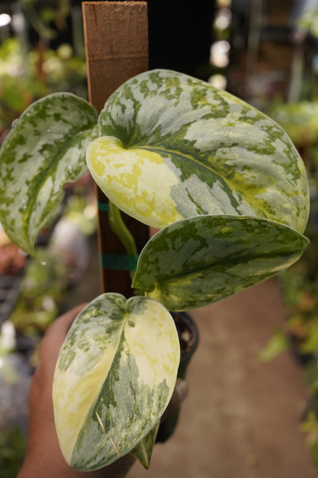 Scindapsus Variated Scindapsus Exotica Variegated 4 Inch Pot Exact Plant - Etsy