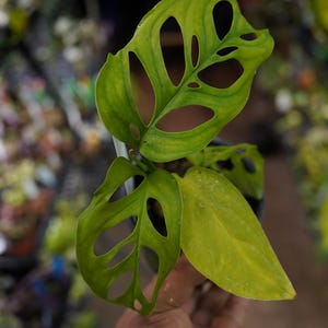 Variegated Monstera Esqueleto - Etsy