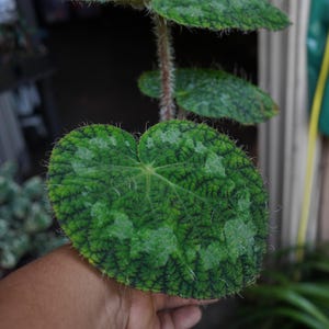 May include: Close-up of a green plant with large, textured leaves. The leaves have a prominent vein structure and a slightly fuzzy edge. The plant is held in a hand, showcasing its size and detail.