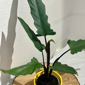 Alocasia lauterbachiana “Purple Sword”