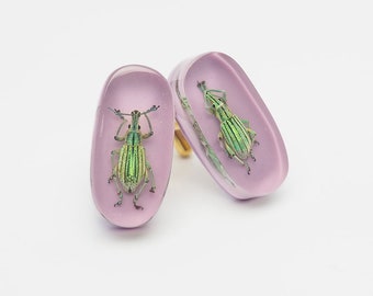 Lilac lucite cufflinks with real ridescent green insects