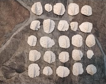 Alligator Scute Back Bone Armor For 10 From Fla. About 3/4" - 1 1/4"