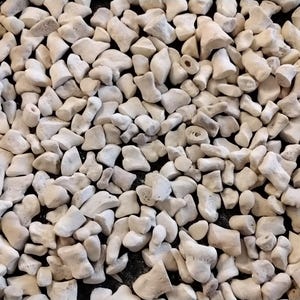 May include: A close-up image of a pile of small, white, bone-like objects. The objects are irregularly shaped and have a rough texture.
