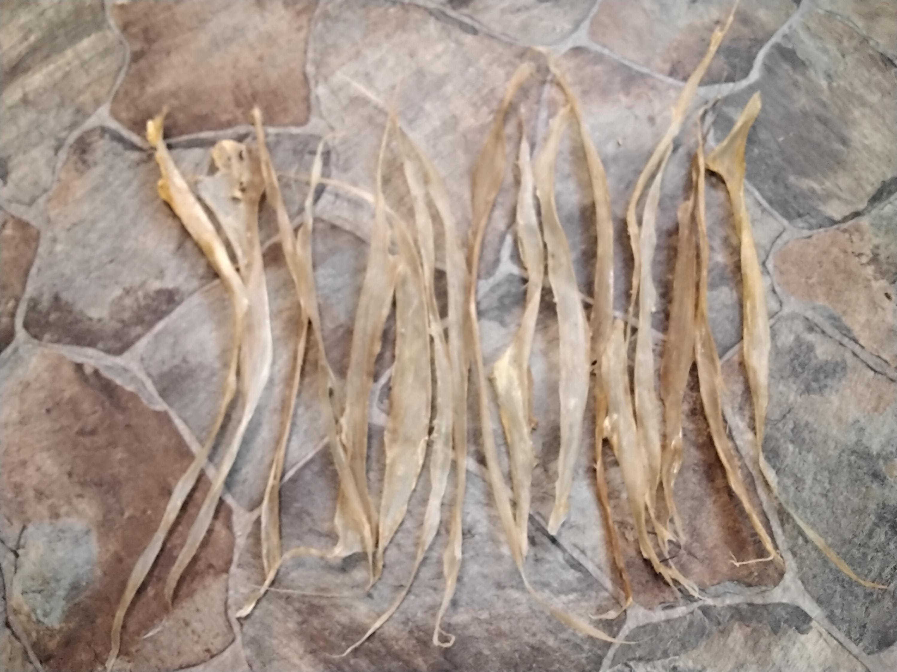 Deer Back Strap Sinew For 1 Natural Organic From Mn. USA 11" - 14" Long