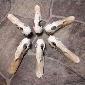 May include: Six duck skulls arranged in a circular pattern. The skulls are off-white with visible bone structure and elongated beaks. The skulls are positioned on a textured, gray stone surface.