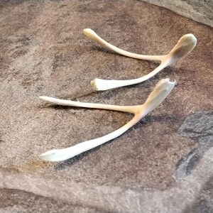 Puede incluir: Dos huesos de la suerte, de color blanquecino, se muestran sobre una superficie moteada marr&oacute;n y gris. Los huesos de la suerte tienen una forma ligeramente curvada con un toque de bronceado cerca del centro. La imagen est&aacute; bien iluminada.