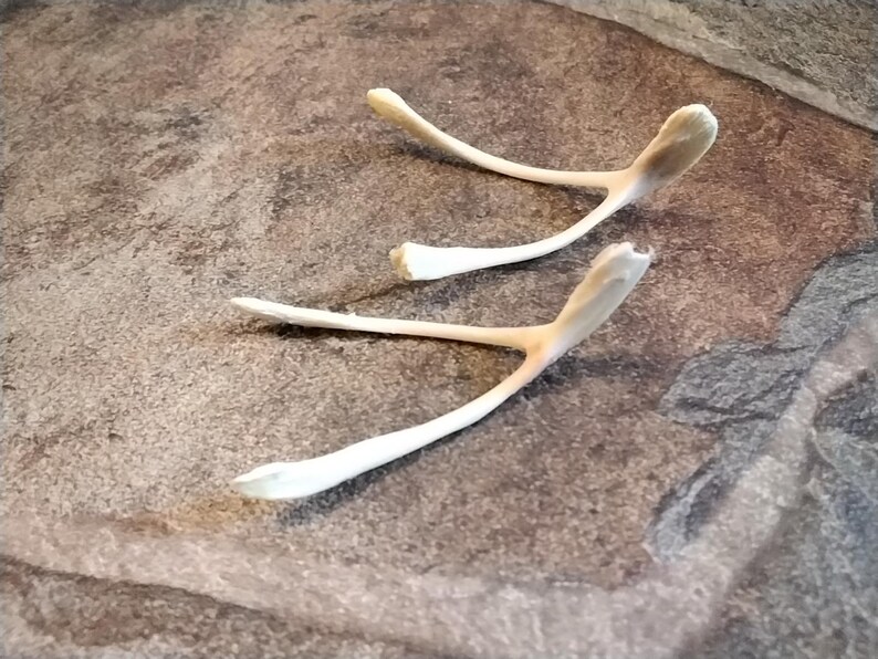 Puede incluir: Dos huesos de la suerte, de color blanquecino, se muestran sobre una superficie moteada marr&oacute;n y gris. Los huesos de la suerte tienen una forma ligeramente curvada con un toque de bronceado cerca del centro. La imagen est&aacute; bien iluminada.