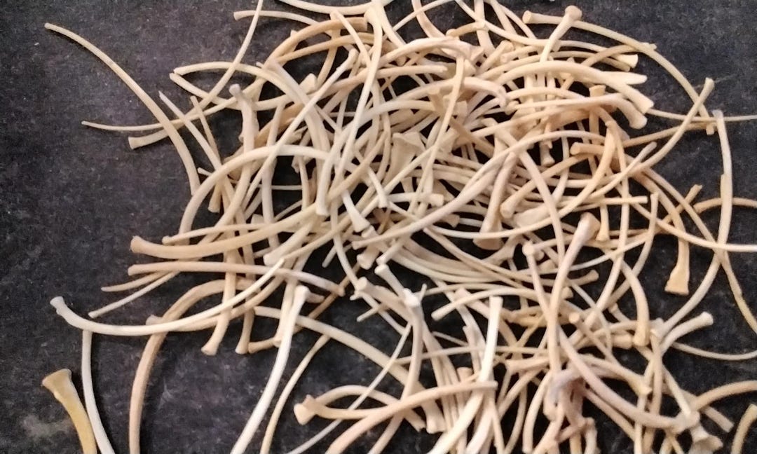 Lizard Rib Bones for 10 Large - Etsy