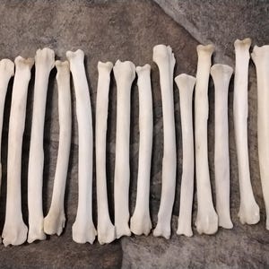 May include: A collection of off-white animal bones, likely from a bird or small mammal, arranged in a row. The bones vary slightly in size and shape, with rounded ends and long, slender shafts. The background is a mottled gray surface.
