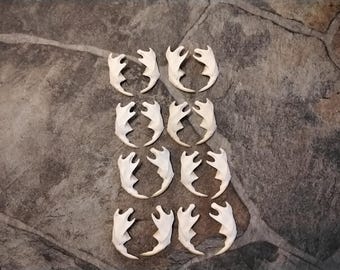 Muskrat Jaw For 4 From USA #1