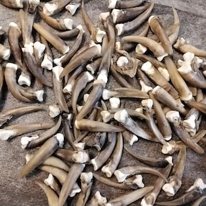 May include: A large pile of light brown animal claws with white tips. The claws are arranged in a random pattern on a light gray surface.