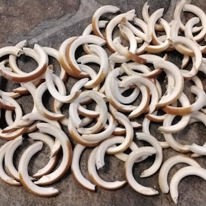May include: A large pile of ivory tusk rings, each ring is a crescent shape with a light brown color on the outside and a white color on the inside.