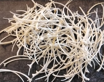 Huesos de costilla de serpiente de cascabel para 10 piezas medianas de 1 1/4" a 1 1/2"