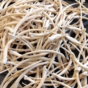 May include: A pile of small, white, curved bones. The bones are arranged in a random pattern and are all about the same size.