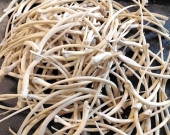 Python Rib Bones For 4 Jumbo Size Wild From Fla. 3" - 3 3/4"