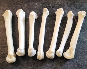 Bobcat Foot Bone For 2 Jumbo Size About 2 3/4" - 3 1/4"