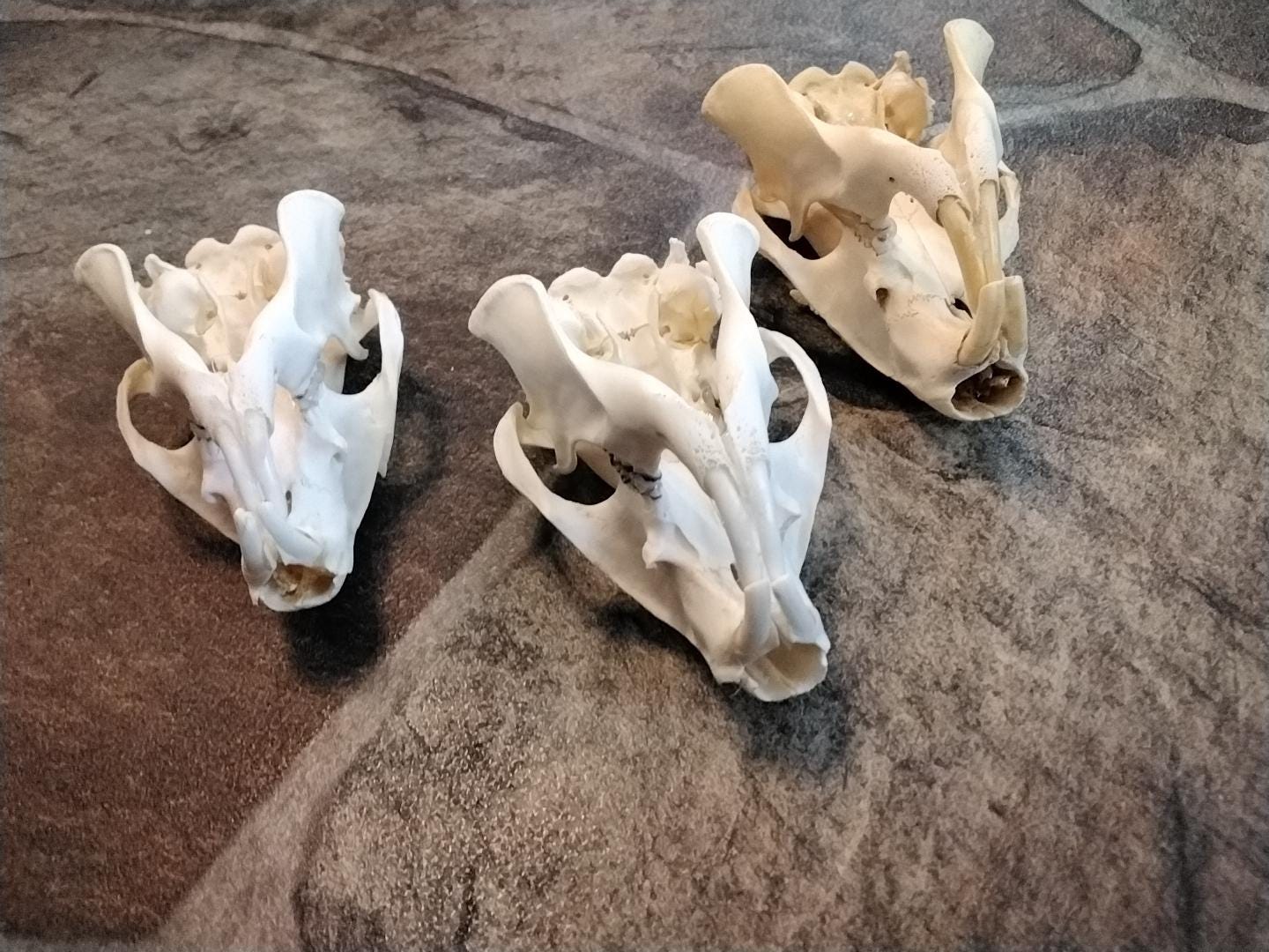 Ground Hog Woodchuck Skull Complete for 1 From Mn. - Etsy