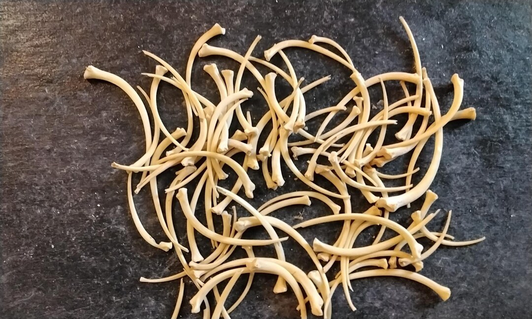 Python Rib Bones for 6 Wild Med/sm Size From Fla. 3/4