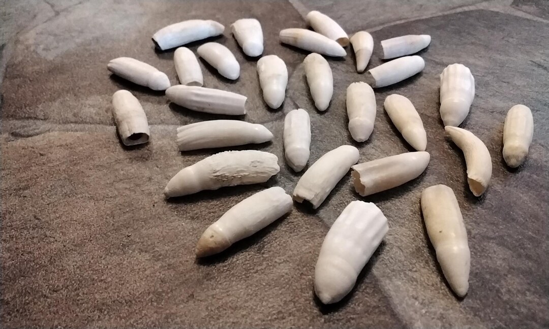 Alligator Tooth for 4 From Fla. About 1 1/4