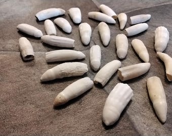 Diente de cocodrilo para 4 de Florida. Aproximadamente 1 1/4" - 1 3/8"