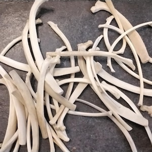 May include: A pile of white animal bones, likely ribs, arranged on a dark gray surface.