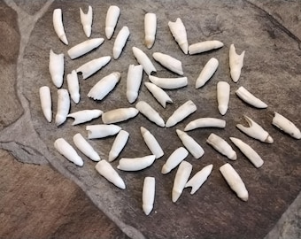 Alligator Tooth For 4 From Fla About 1" - 1 1/8"