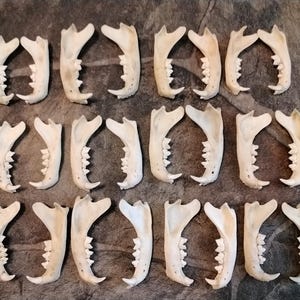 May include: A collection of twenty off-white animal jawbones arranged in ten pairs. Each individual bone features a curved structure with a row of visible teeth along the upper edge. The bones are smooth and light-colored, displayed in a grid.