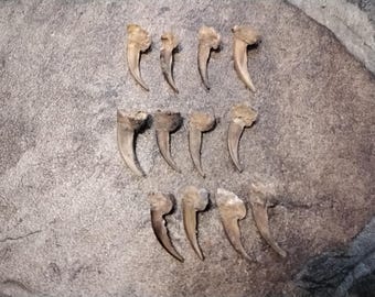 Badger Claw  For 2 From Mn. About 3/4" - 1" long I Will Not Ship This To Wisconsin