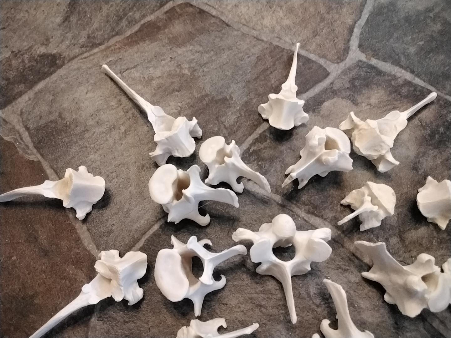 Deer Thoracic Vertebrae Hind Back Bone for 2 Found While  display picture 1