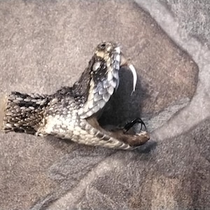 May include: Close-up of a rattlesnake head with its mouth open, revealing a white fang. The snake's scales are a mix of black, white, and brown, with a textured appearance. The background is a mottled gray.