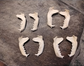 Skunk Jaw Bone For 1 From Mn.