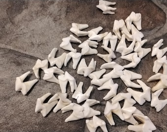Coyote Side Molar Tooth For 5 Lg/Med 3 Root From USA