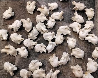 Beaver Eardrum Bone For 3 Looks Like A Heart Valve From Mn. USA