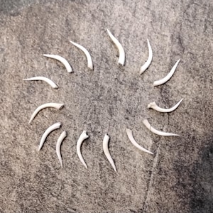 May include: A collection of white, curved, bone-like objects arranged in a circle on a gray textured surface.