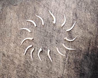Rattlesnake Fang For 1 Extra Large About 1/2" Long