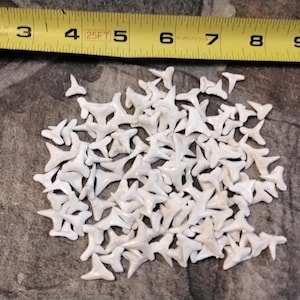 May include: A large pile of small, white shark teeth. The teeth are triangular in shape and have a smooth, polished surface.