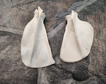 Fox Shoulder Blade Bone For 1 From Mn. Back From The 1990's