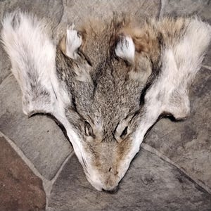 Coyote Fur Face This Is A Huge Fur Face It Is As Big As A Wolf Fur Face Super Soft Tanned About 14&quot; x 10&quot; #1A
