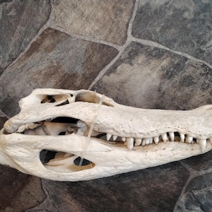 Alligator Skull From Fl. Real Jumbo Alligator Skull From A 7 1/2&#39; Alligator Measures About 17&quot; Long By 7&quot; Wide Has 76 Real Teeth
